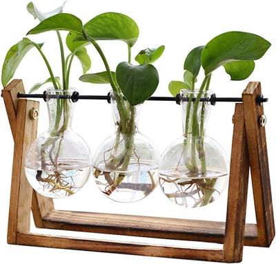 Glass Plant Terrarium